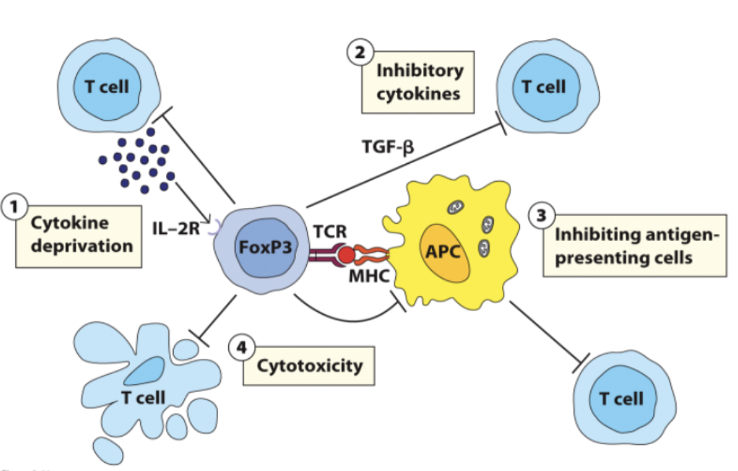 <p>_ cells negatively regulate immune responses:</p><ul><li><p>Belong to a subset of CD4 T cells characterized by the expression of Foxp3 transcription factor</p></li><li><p>Function to:</p><ul><li><p>Deplete the local area of stimulating cytokines</p></li><li><p>Produce inhibiting cytokines</p></li><li><p>Inhibits the activity of APCs, T cells, etc</p></li></ul></li></ul><p></p>