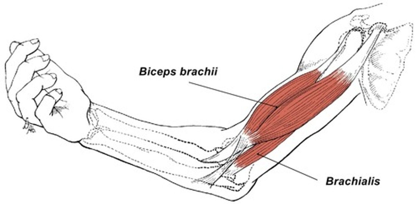 <p>Strong muscle immediately deep to biceps brachii</p><p>*Flexes forearm</p>