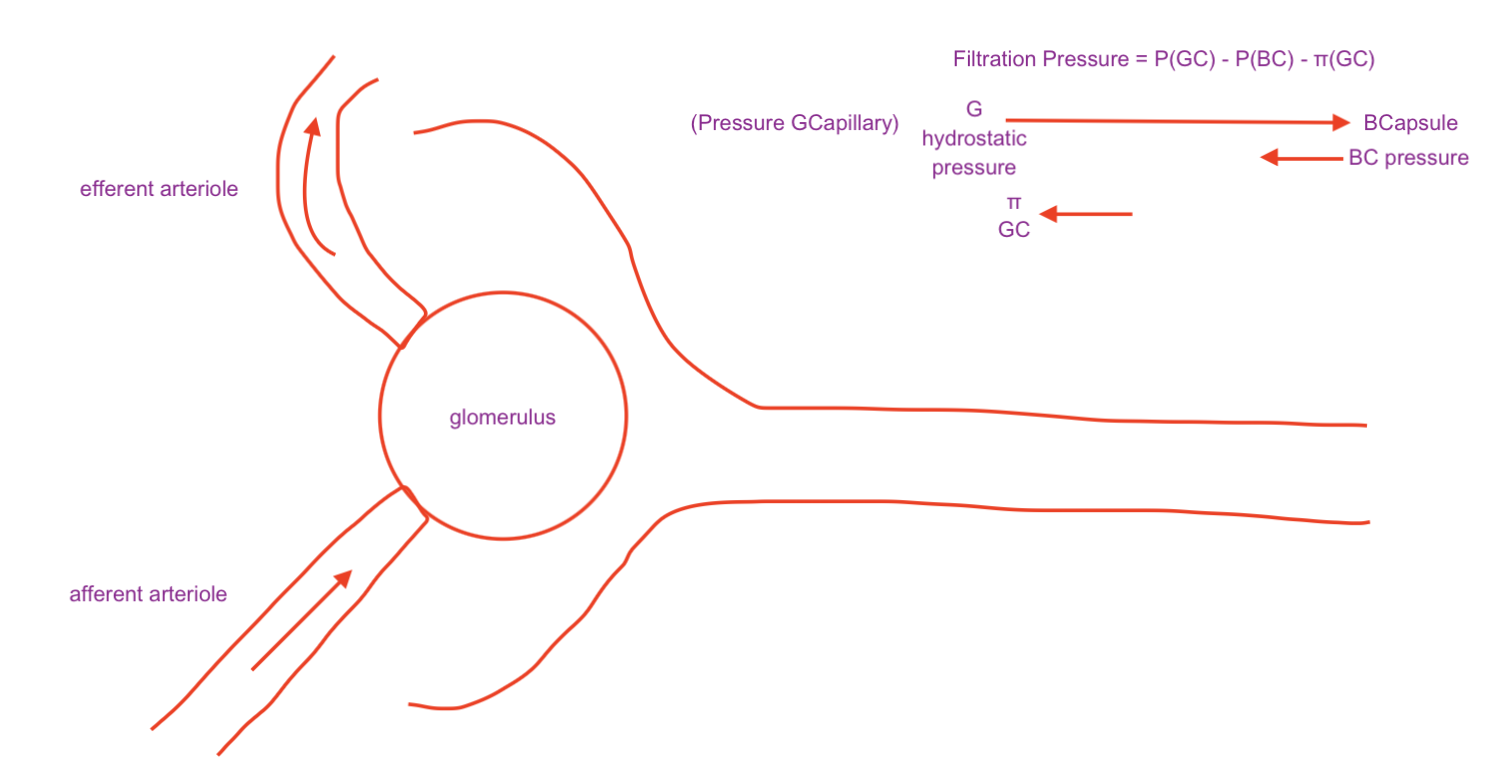 <ul><li><p>bulk flow process</p></li><li><p>blood to nephron</p><ul><li><p>20% of volume filtered out</p></li></ul></li><li><p>blood pressure</p></li><li><p>interstitial pressure (BCapsule)</p><ul><li><p>fluid already in Bowman’s Capsule pushes back against the flow (a little bit)</p></li></ul></li><li><p>oncotic pressure of blood</p></li><li><p>Filtration Pressure = P<sub>GC</sub> - P<sub>BC</sub> - π<sub>GC</sub></p></li></ul><p>[if all fluid is lost, cells shrink and form a clot]</p><p>[changing blood pressure, arteriole pressure, capillary pressure, etc. will change filtration pressure]</p>