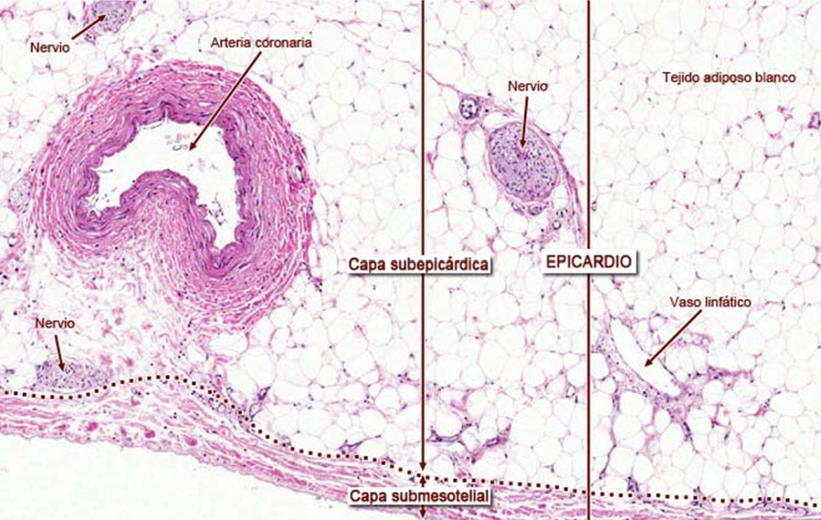 <p>epicardio, capa visceral del pericardio seroso tiene una sola capa de mesotelio, tejido conectivo y tejido adiposo. Rico en vasos sanguíneos y nervios</p>