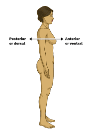 <p>Posterior</p>