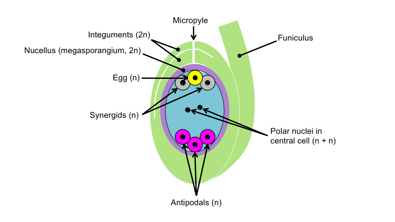 <ul><li><p>3 antipodal cells </p></li><li><p>2 synergid cells </p></li><li><p>single egg cell </p></li><li><p>single large polar cell ( with 2 haploid polar nuclei)</p></li></ul><p></p>