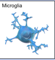 <ul><li><p>central nervous system</p></li><li><p>body guard</p></li><li><p>immune cell</p></li></ul><p></p>
