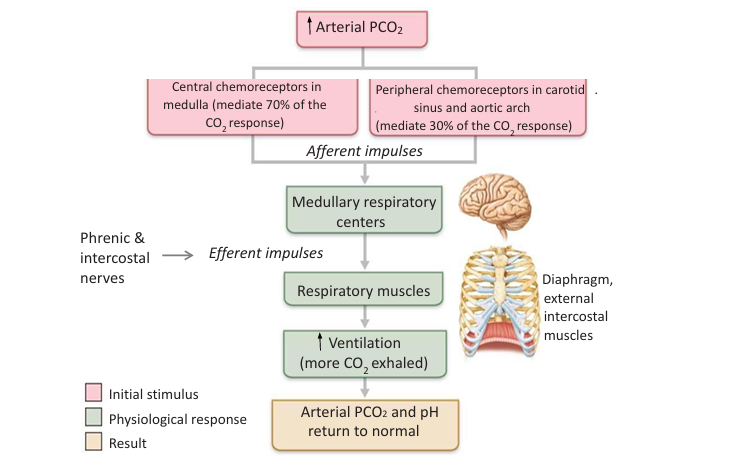 detected by central and peripheral chemoreceptors, signals sent to medullary respiratory centers, ventilation increases to exhale more CO2