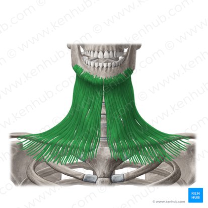 <p>-depress mandible, lower face</p>