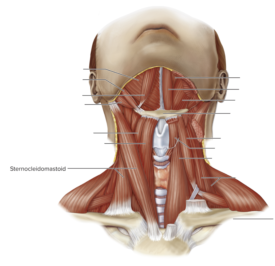 <ul><li><p>lateral neck</p></li><li><p>deep to platysma</p></li><li><p>both contracted: flex neck</p></li><li><p>one contracted: turns head to opposite side</p></li></ul><p></p>