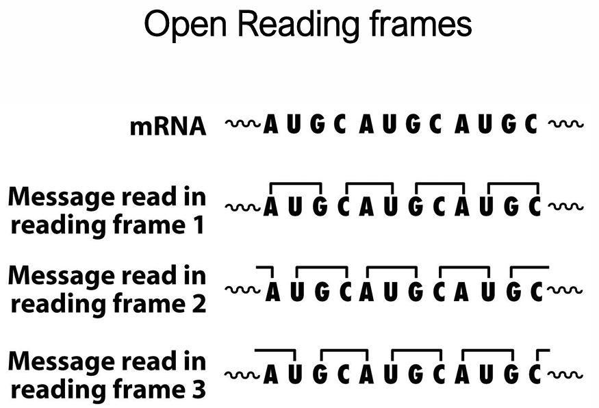 <p><span>The same mRNA sequence can be read in three possible reading frames depending on the start position. </span></p><ul><li><p><span>The </span><strong>correct reading frame</strong><span> is set by the initiator AUG — this is why the Shine-Dalgarno / Kozak sequence and initiator tRNA are so important</span></p></li></ul><p></p>