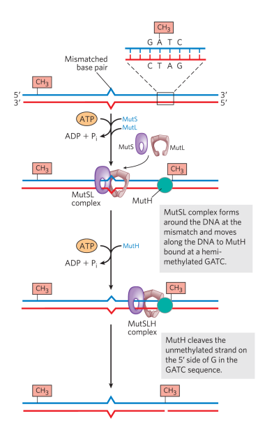 <p>Mismatched base pair can actually be a far distance away from the methylated sites. The mismatch is caught bc it has a slightly different diameter (no damage to nucleotides), so MutS and MutL recognize the mismatch and then slide along to the nearest flag (methylated adenine in a GATC site) in an ATP-dependent manner. The non-methylated strand gets cleaved, generating a single-strand nick (no prefernce for direction, can go either way of the mismatch, but always happens at the site where the methylation is). </p>