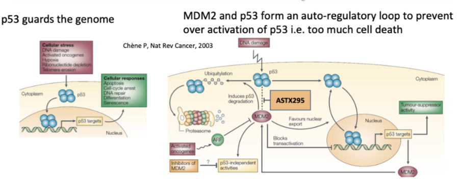<ul><li><p>ASTX295 is a p53/MDM2 antagonist</p></li><li><p>Maintains p53 in active state → induces tumour cell death</p></li><li><p>ASTX295 developed by Astex Pharmaceuticals and CRUK Newcastle Drug Discovery Unit</p></li><li><p>Clinical status: Phase 1/2 study in advanced solid tumours with wild-type p53</p></li><li><p>Aim: determine safety, pharmacokinetics and preliminary activity</p></li><li><p>No toxicity associated with maintaining active p53</p></li></ul><p></p>