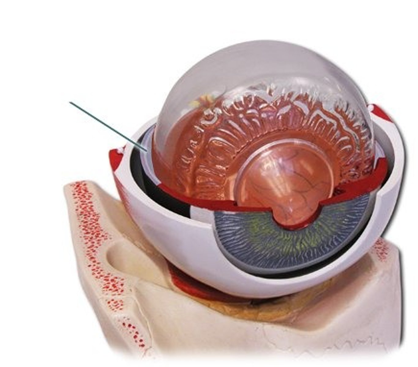 <p>Name this structure of the eyeball</p>