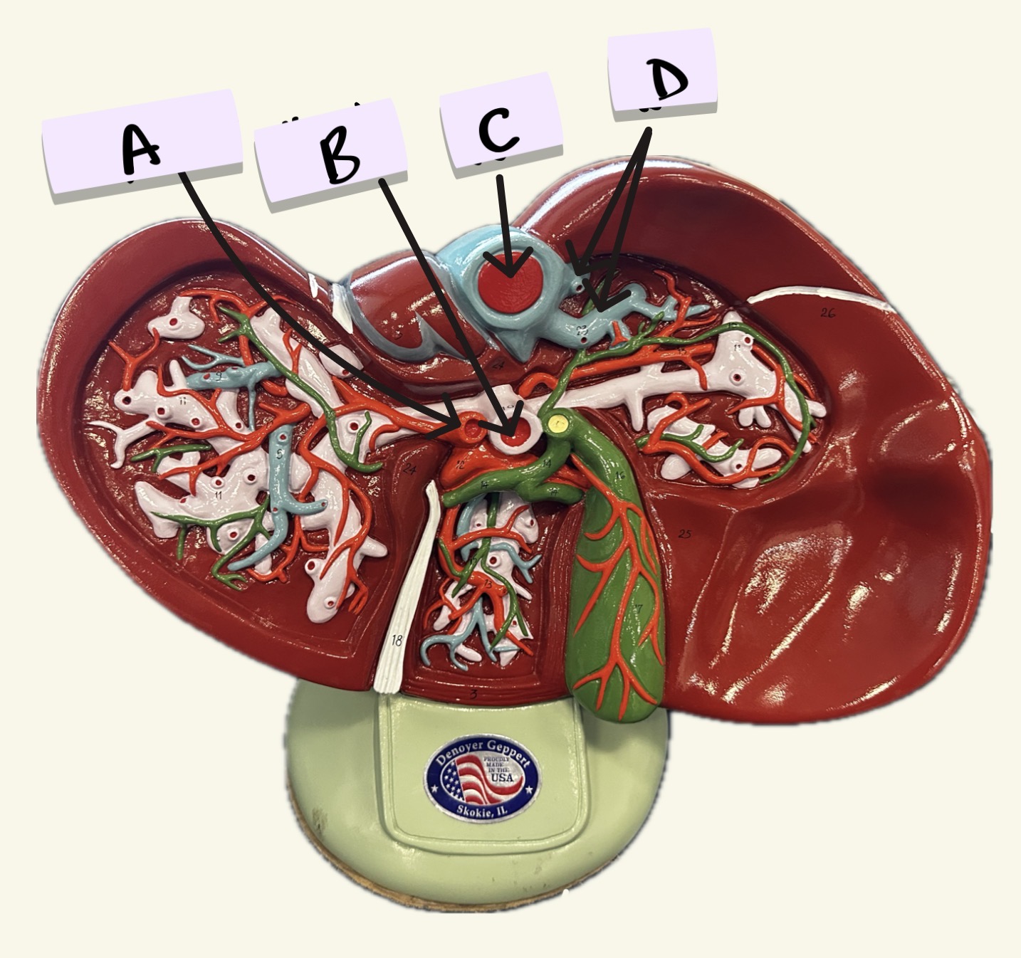 <p>C</p>