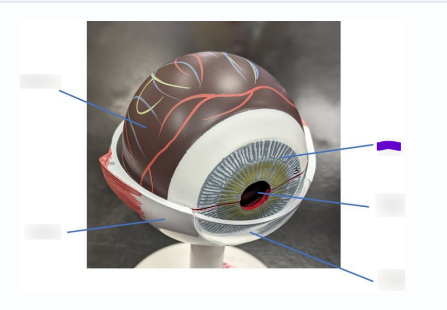 <p>What is this layer</p>