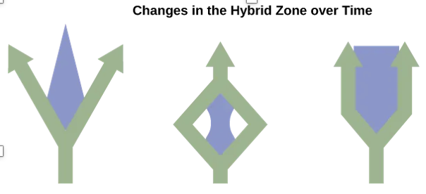 <p>Changes in Hybrid Zone: Stability</p>