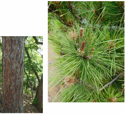 <p>red pine</p>