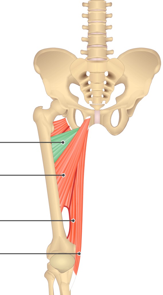 <p>Adductor Brevis Innervation</p>