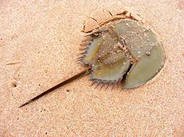<p>“Horseshoe Crab”</p><ul><li><p>cephalothorax completely covered w/ large carapace</p></li><li><p>book gills</p></li><li><p>blue blood</p></li></ul><p></p>