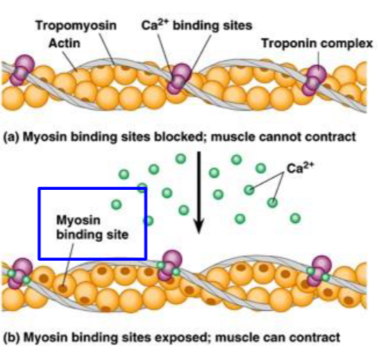 <p>ECM in t-tubules</p><ol><li><p>the end plate potential stimulates an action potential</p></li><li><p>the action potential is propagated down the t-tubules</p></li><li><p>t tubule depolarization leads to the opening of the Ca2+ channels in the Sr and Ca2+ enter the cytosol</p></li></ol><p>Calcium binds to troponin, leading to release of tropomyosin from the myosin-binding sites</p>