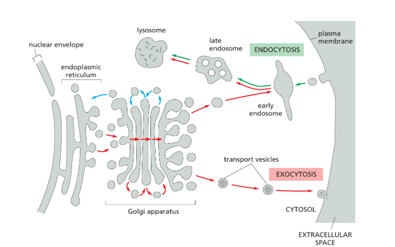 <p>rough ER → transport vesicle → cis Golgi → medial Golgi → trans Golgi → transport vesicle → plasma membrane (some stay here) → outside of cell.</p><ul><li><p>can also send to endosomes then to lysosomes</p></li><li><p><u>at trans Golgi it can split up into either</u></p><ul><li><p><strong>constitutive secretion</strong></p></li><li><p><strong>regulated secretion</strong> (special secretory cells that only release products when stimulated by external signal)</p></li></ul></li></ul><p></p>
