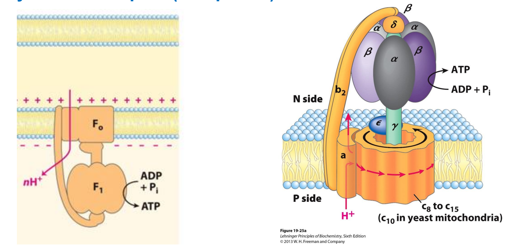 <p>Complex V - ATP synthase complex</p>