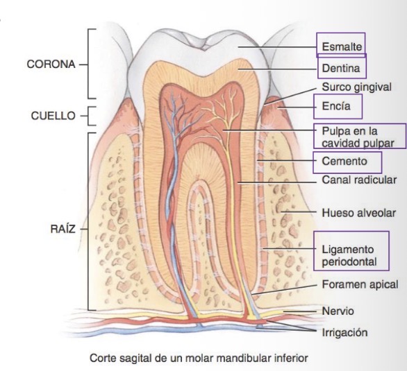 <p>The alveolar processes are covered by the gums and the alveolar cavities are lined by the periodontal ligament or membrane.</p>