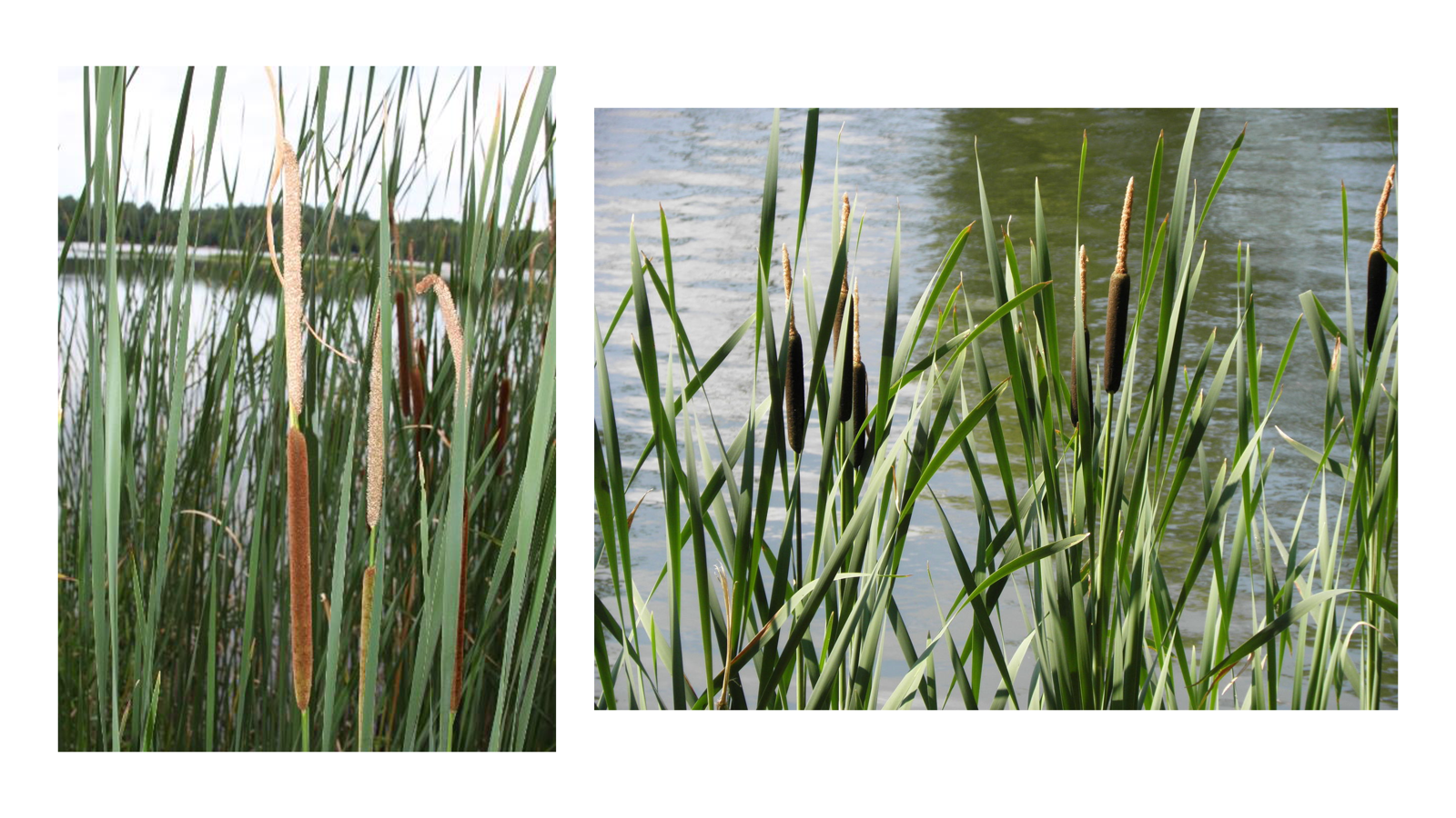 <p>Typha spp.</p>