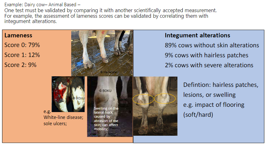 <p><strong>Validation</strong><br> One test must be validated against another <strong>scientifically accepted measurement</strong><br> Example: <strong>lameness scores</strong> correlated with <strong>integument alterations</strong></p><p><strong>Lameness Scores</strong><br> <strong>Score 0</strong> – 79%<br> <strong>Score 1</strong> – 12%<br> <strong>Score 2</strong> – 9%</p><p><strong>Integument Alterations</strong><br> <strong>89%</strong> cows without skin alterations<br> <strong>9%</strong> cows with <strong>hairless patches</strong><br> <strong>2%</strong> cows with <strong>severe alterations</strong></p><p><strong>Common Causes / Examples</strong><br> <strong>White-line disease</strong>, <strong>sole ulcers</strong>, swelling on <strong>lateral hock</strong> caused by <strong>skin abrasion</strong><br> <strong>Definition of alterations</strong> – hairless patches, <strong>lesions</strong>, swelling<br> <strong>Influencing factor</strong> – flooring (<strong>soft / hard</strong>)</p>