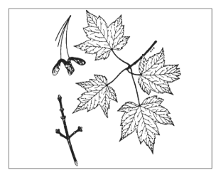 <p>Identify the species</p>