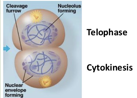 <ul><li><p>nuclear envelope forms</p></li><li><p>Mitosis - divisor of one nuclear into 2 nuclei is complete</p></li></ul><p></p>