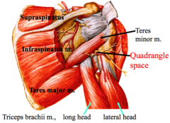 <p>Superior: subscapularis (ant); teres minor (post)</p><p>Inferior: teres major</p><p>Medial: long head of the triceps</p><p>Lateral: surgical neck of the humerus</p>