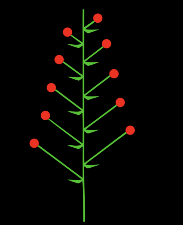 <p>Unbranched, indeterminate inflorescence with pedicellate (short floral stalks) flowers along the axis</p>