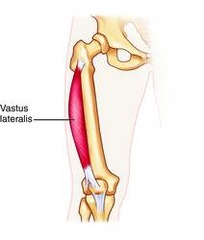 <p>intertrochanteric line of femur, </p><p>greater trochanter femur,</p><p>linea aspera femur</p>