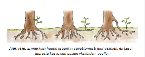 <p>Kasvullinen lisääntyminen on <strong>suvutonta lisääntymistä</strong>, jossa uusi kasvi kasvaa emokasvin osasta ilman siemeniä tai itiöitä.</p>