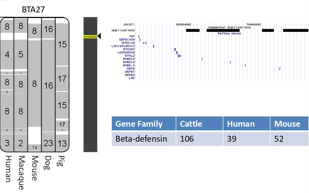 <ul><li><p>beta defensins are p<strong>eptides with antimicrobial roles</strong> chatracterised by a <strong>conserved tertiary structure.</strong></p></li><li><p><strong>copy number variation is extensive</strong> across mammals</p></li></ul><p></p>