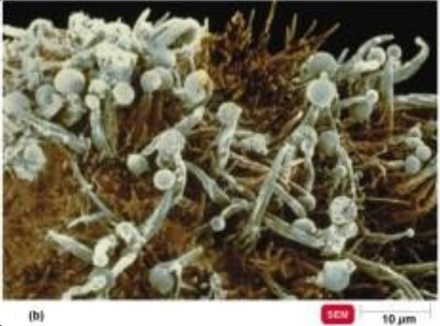 <p>fungi, mold that grows on bread </p>