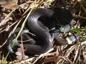 <p>Mistaken for Prairie Ringneck snake</p>