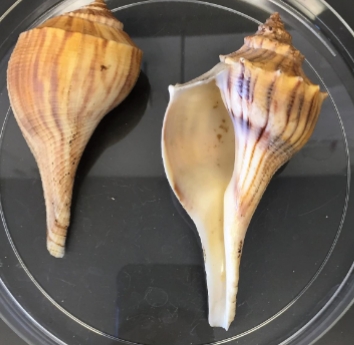 <p>is this shell dextral or sinistral</p>
