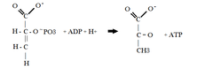 <p>Which step is this in the process of glycolysis? What are the reactants? The products? What enzyme catalyzes this reaction?</p>