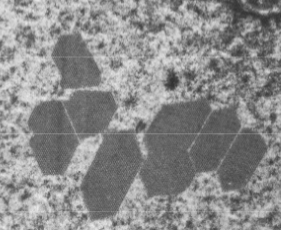 <p>Kristallijne inclusies in veel celtypes, vaak proteïnekristallen met onbekende functie. Komen voor in vrijwel alle celorganellen, maar vooral frequent in peroxisomen. In plantencellen komen calciumoxalaat-kristallen veel voor: oxaalzuur is toxisch, maar door binding aan calcium wordt het onoplosbaar en dus onschadelijk. Calciumoxalaatkristallen bevinden zich vaak in de vacuole van plantencellen.</p>