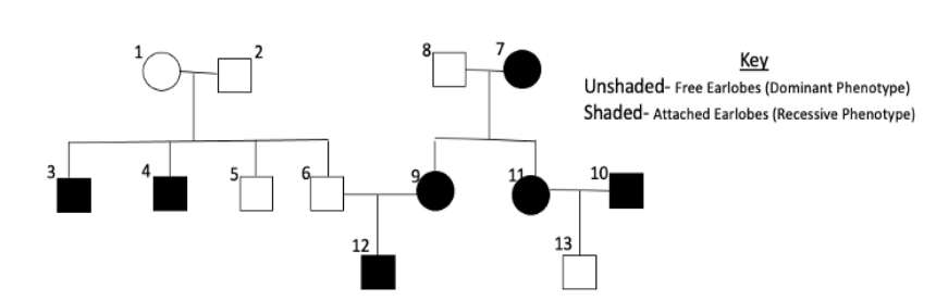 <p><span><strong>[Use the following information when answering all questions on this page]:</strong>&nbsp;The pedigree below is for the earlobe trait (free or attached). Free earlobes are the dominant phenotype, while attached earlobes are the recessive phenotype.</span></p><p></p><p><span>In the space below, provide the genotype for the indicated person (person 1, 8, and 9) by using the letters E and e</span></p>
