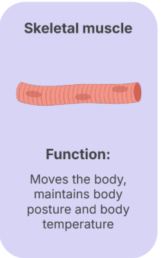 <p><strong>Moves </strong>the body, maintains the body <strong>posture</strong>, and the <strong>body temperature</strong></p>