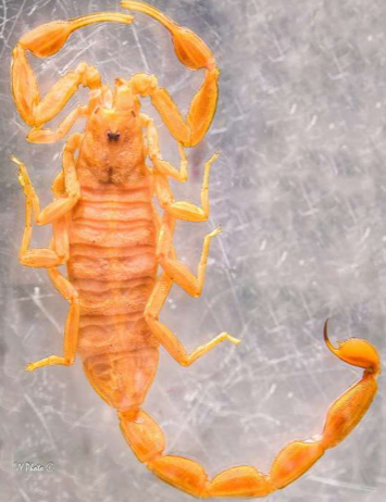 <p>What Subphylum is this?</p>