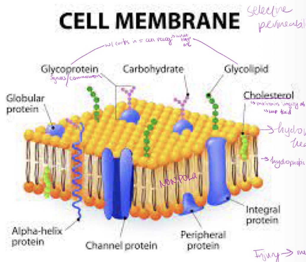 <p>Lipid Bilayer: embedded proteins and attached extracellular carbohydrates</p><p><strong>Lipid: </strong>all lipids amphipathic (1pt hydrophobic other hydrophilic = 2layers)</p><ul><li><p>func: barrier to diffusion of water and hydrophilic substances <em>while</em> allowing lipid-soluble molecules (eg o2 co2) to diffuse readily</p><ul><li><p>molecular glue (<em>structural integrity)</em></p></li></ul></li><li><p>mains: phospholipids, cholesterol, glycolipids (<em>w/ carb - cell recog)</em></p></li></ul><p><strong>Proteins: </strong>most of plasma membrane’s tasks; major workhorses of cell</p><ul><li><p>lots of membrane proteins </p></li><li><p>Func:</p><ul><li><p>recog and binding units (recptors) for substance in/out of cell</p></li><li><p>pores/transport channel (ions & specific carriers fo AA and monosacc)</p></li><li><p>cell surface markers (glycoproteins on carbs (<em>cell recog</em>)</p></li><li><p>cell adhedison molecules (CAM) </p></li><li><p>catalysts</p></li></ul></li></ul><p>Carbohydrates:short chains of sugars/carbs w/in plasma membrane’s tasks (mostly bound to glycoproteins and glycolipids)</p><ul><li><p>glycocalyx: all carbo on outside of plasma membrane + carb coating</p><ul><li><p>help protect cell for mechanical damage</p></li></ul></li><li><p>Func:</p><ul><li><p>cell-cell recog</p></li><li><p>adhesion</p></li><li><p>slimy surface → mobility of other cells thru narrow surfaces</p></li></ul></li></ul><p></p>