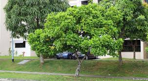 <p>Endemic to the Philippines; conservation status: Vulnerable. Most easily identified by its very large, glossy, corrugated leaves and its large white flowers with prominent yellow center, followed by round, green, edible but very sour fruits that are commonly used in traditional Filipino cuisine and flavoring.</p><p>A medium-sized evergreen tree typically growing 8–15 meters tall with a rounded spreading crown about 6–12 meters wide. Trunk usually reaches 0.3–0.8 meters in diameter with gray to brown bark that is slightly rough and fissured with age. It develops a strong taproot with moderate lateral roots. Branching begins above human height, forming an open and slightly irregular canopy. Leaves are simple, very large (15–40 cm long), obovate to elliptic, with strongly corrugated (wrinkled) texture, prominent pinnate venation, and serrated to slightly wavy margins. Flowers are large (10–15 cm wide), white with a prominent yellow central mass of stamens, typically short-lived and borne singly. Fruits are round, green, fleshy, and acidic, containing multiple seeds embedded in pulp.</p><p>Widely used as an ornamental shade tree and for its edible sour fruits used in traditional dishes, condiments, and beverages. No significant toxicity reported. In landscape applications, it is best suited for parks, gardens, and cultural landscapes where its bold foliage texture, large flowers, and fruit can be appreciated; requires adequate space due to its broad leaves, spreading canopy, and moderate root expansion, making it unsuitable for narrow streets or confined urban planting areas.</p>