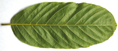 <p>What type of venation is this?</p>