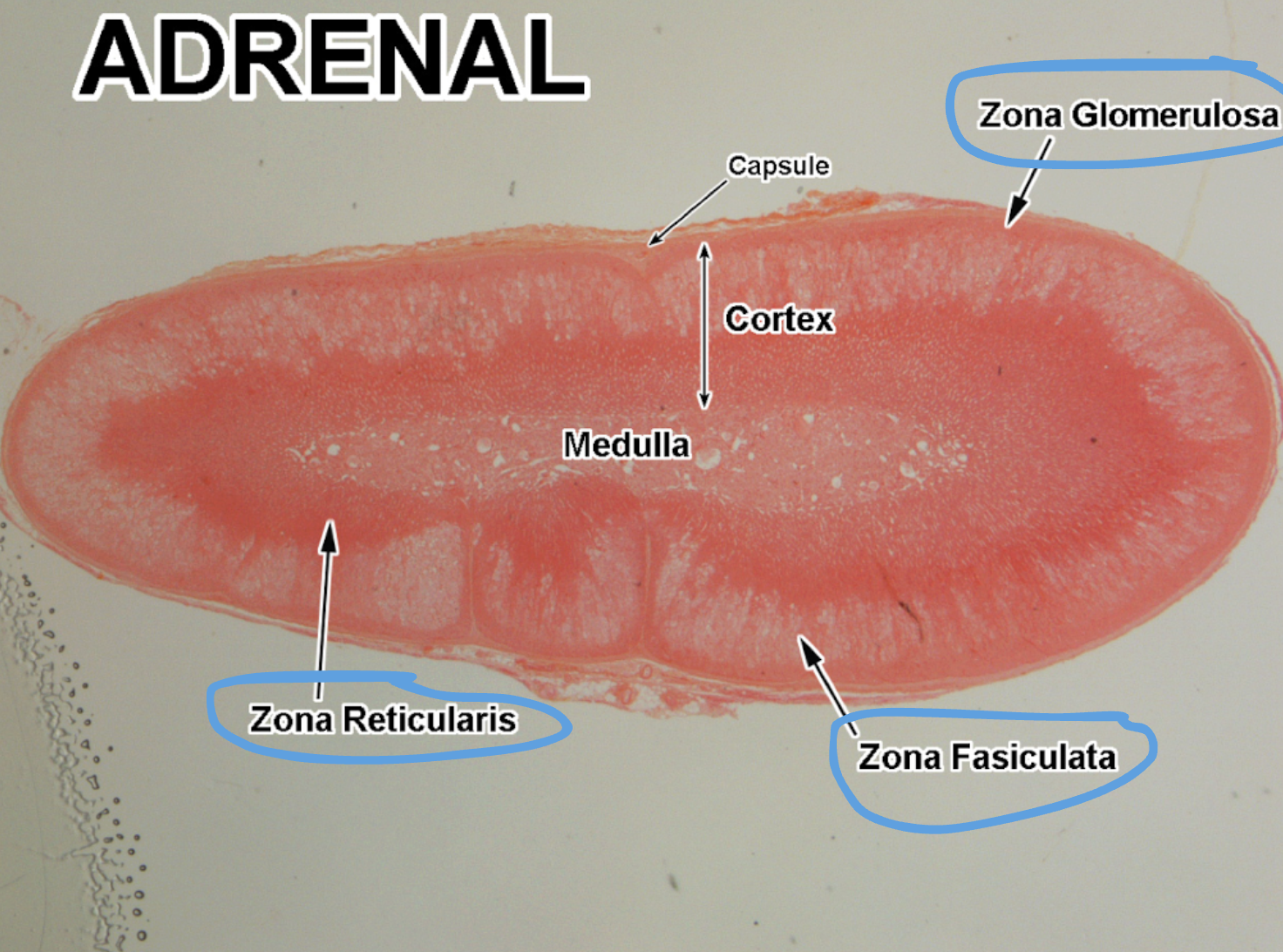<p>1) Zona Glomerulosa </p><p>2) Zona Reticularis </p><p>3) Zona Fasiculata </p>