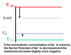 <p>Na lowered, Nerst Potential of na decreaed an</p>