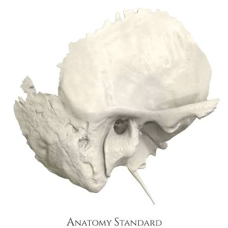 <p>which bone is this</p>
