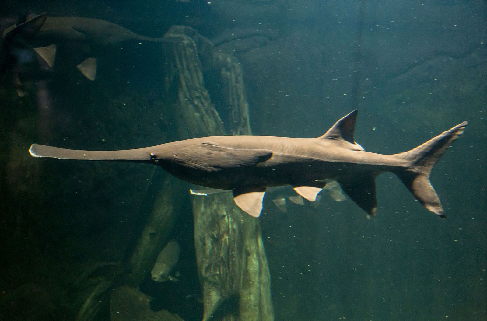 <p>What is the scientific name for American Paddlefish?</p>