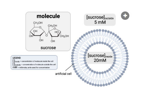 <p>Which claims are accurate? Select all that apply.</p><p><br>a. The concentration gradient would favor the net diffusion of sucrose out of the cell.&nbsp;<br>b. The concentration gradient would favor the net diffusion of sucrose into the cell.<br>c. The concentration gradient would not favor a net diffusion of sucrose in either direction.<br>d. Because sucrose is charged, it cannot pass through a phospholipid bilayer by simple diffusion.<br>e. Because sucrose is partially charged, it cannot pass through a phospholipid bilayer by simple diffusion.&nbsp;<br>f. Because sucrose is uncharged, it can pass through a phospholipid bilayer by simple diffusion.</p>