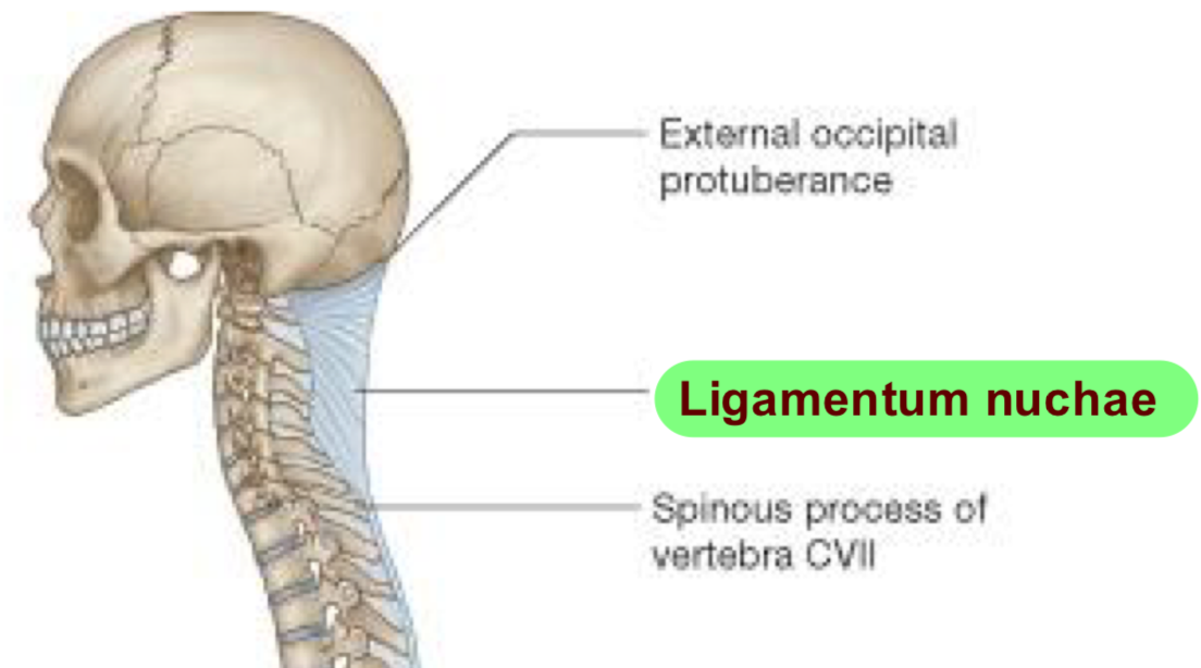<p>Attach occiput + cervical spinous processes</p><ul><li><p>Posterior neck</p></li></ul><p>Limit flexion</p>